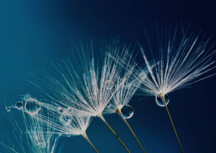 Perpetual Asset Management (Americas)